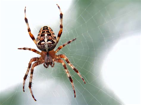 största spindeln hittad gifti